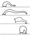 Sketches of the looping movement of a leech using its front and back suckers