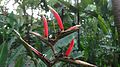 Heliconia metallica.jpg