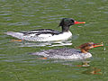 Scaly-sided Merganser RWD.jpg