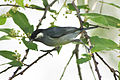 White-eared Conebill (Conirostrum leucogenys) (8079767610).jpg