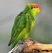 Psitteuteles iris -San Diego Zoo -6.jpg