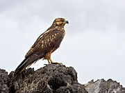 Galapagos hawk.jpg