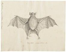 The image is a drawing of a bat.