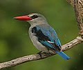 Flickr - Rainbirder - Mangrove Kingfisher (Halcyon senegaloides) in the rain (cropped).jpg