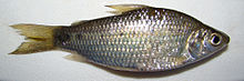 Cyphocharax voga.jpg