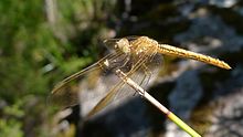 Female Scarlet Percher (12008594176).jpg