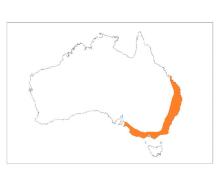 Grey-headed Flying-fox Distribution Map Orange.gif