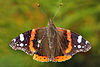 AD2009Aug01 Vanessa atalanta 01.jpg