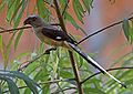 Bornean Treepie (Dendrocitta cinerascens).jpg