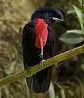 Cephalopterus glabricollis.jpg
