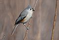 Tufted Titmouse (24611352525).jpg