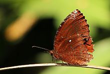 Common palmfly (Elymnias hypermnestra baliensis) Bali I.jpg