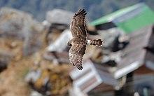 Hen Harrier Pangolakha Wildlife Sanctuary Sikkim India Nov 2016.jpg