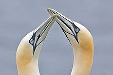 Northern gannets billing.