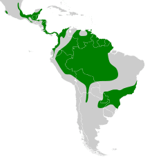Spizaetus ornatus map.svg