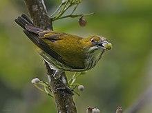 Yellow-vented Flowerpecker.jpg