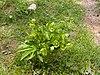 Helleborus cyclophyllus.jpg