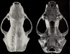 Revision of the skunks of the genus Chincha (1901) pl. 7 M. m. occidentalis.png