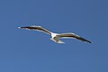 Great black-backed gull (Larus marinus) in flight.jpg