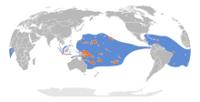 Anous minutus map.svg