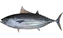 Katsuwonus pelamis.png