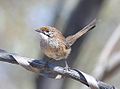 Striated Grasswren Scotia Station NSW Dan Eyles.jpg