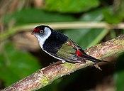 Pin-tailed manakin (Ilicura militaris).jpg