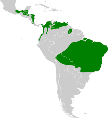 Galbula ruficauda map.svg
