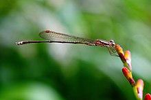 Indolestes gracilis by Rohit George.jpg
