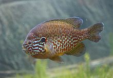Lepomis gibbosus PAQ.jpg