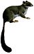 Aethurus glirinus white background.jpg