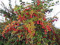 Berberis vulgaris .jpg