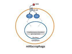 NeuroKininA Mechanism.jpg