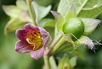 Flickr - don macauley - Deadly Nightshade.jpg