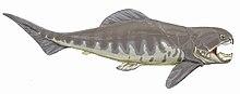Dunkleosteus intermedius.jpg