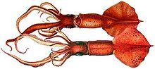 Mastigoteuthis flammea.jpg