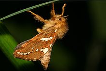 Phymatopus hecta3.jpg