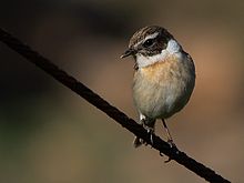 Saxicola dacotiae -Fuerteventura, Canary Islands, Spain-8.jpg