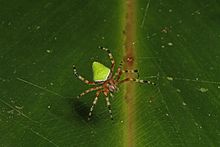 Spider - Eriophora nephiloides, Caves Branch Jungle Lodge, Belmopan, Belize.jpg