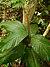 Sapling of Hollong tree (Dipterocarpus macrocarpus), the state tree of Assam.jpg