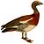 The birds of South America (1912) (flipped).jpg