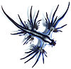 Glaucus atlanticus 1 cropped.jpg