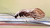 Schlammfliege Sialis sp 5325.jpg
