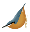 Sitta neglecta.svg