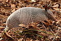 Armadillo2.jpg