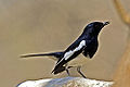 Magpie robin.jpg