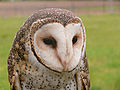 Masked owl head 002.jpg