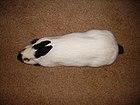 HimalayanRabbit.jpg