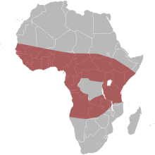Map-Africa snakes Naja-nigricollis.svg