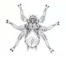 Mastoptera guimaraesi.jpg